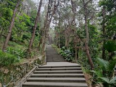 -铁山坪森林公园