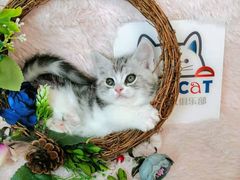 -十年猫舍·猫咪专门店(普陀店)