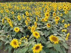 -同里国家湿地公园