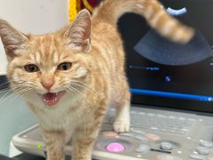-宠福鑫康馨动物医院·骨科·眼科