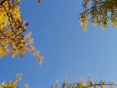 -三里屯东五街银杏大道