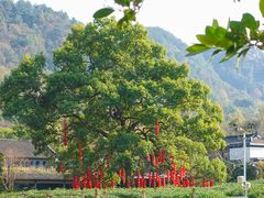 -中国茶叶博物馆(双峰馆区)