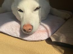 -柴务处·柴犬主题狗咖