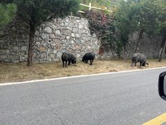 -灵山