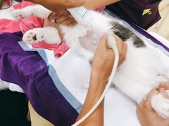 -创凡宠物医院·骨专科  猫科中心(西乡分院)