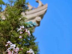 -武汉大学-樱园