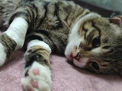 -动物缘宠物医院·骨科·猫科(西二环店)