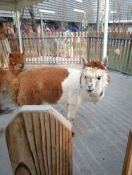 -萌宠亲子动物乐园(槐房万达店)