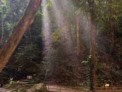 -莫里热带雨林景区