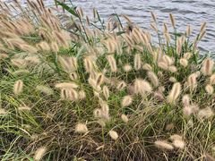 -杭州湾海上花田景区