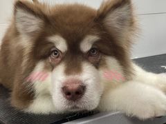 -帕帕拉兹宠物(亚洲旗舰店)