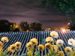 -Sirena海妖日咖夜酒