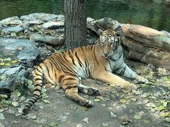 -北京野生动物园