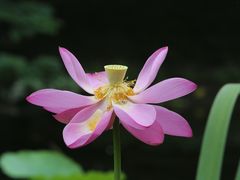 -荷塘月色湿地公园·向阳花洲