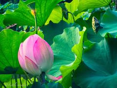 -陈家山荷花公园