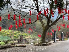 -广州市石门国家森林公园