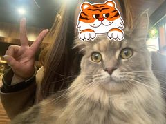 -蓝鲸·缅因猫舍