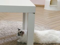 -酷豆宠物咖啡·宠物美食·撸猫馆