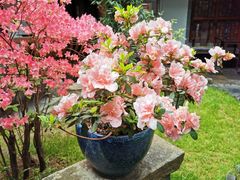 -不倒翁·徽天下名菜楼(马鞍山路店)