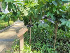 咖啡树-星巴克臻选(广州沙面店)