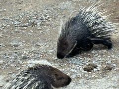 -新疆天山野生动物园