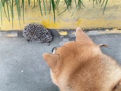 -芭比堂宠物医院·全科爱猫医院·仁德分院
