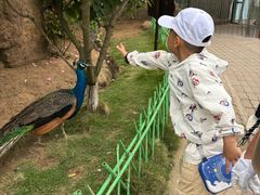 -西霞口神雕山野生动物世界