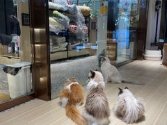 -momokira米努特·德文卷毛猫·棉花面纱犬
