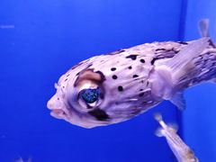 -石家庄极地海洋世界
