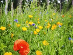 -塞罕坝国家级自然保护区