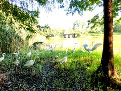 -溱湖国家湿地公园