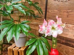 -上海鲜花港