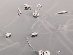 -羊亭河湿地公园