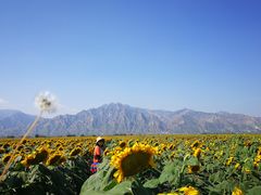 -敕勒川草原文化旅游区