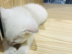 -屋虎猫馆(宝安大仟里店)