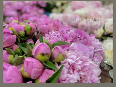 -循礼门鲜花花市(武汉循礼门店)