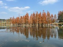 -白鹭湾湿地公园