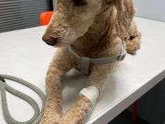 -伟伟宠物医院·CT影像中心·瑞派犬猫综合性门诊(汉口总院)