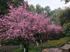 -南山植物园