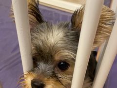 -翊宠yipet猫狗购宠庄园犬舍•猫舍