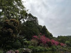 -深圳仙湖植物园