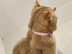 -共舞时光猫咖·狗咖(新街口店)
