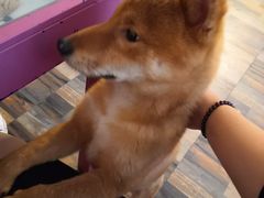 -柴源莊·柴小宠柴犬咖啡