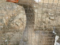 -意大利农场度假村