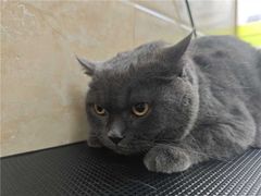 -瑞鹏宠物医院·夜间急症·心超·猫科(祖庙分店)