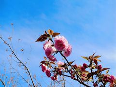 -高东镇樱花园