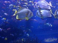 -迪拜帆船酒店海底餐厅