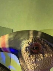 -恐龙探索乐园(磁器口店)