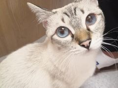 -猫和宫(六道口店)