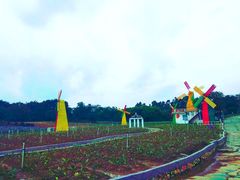 -松山湖梦幻百花洲